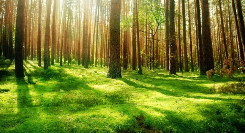 農(nóng)業(yè)農(nóng)村部辦公廳關(guān)于開展第三批國家農(nóng)業(yè)綠色發(fā)展先行區(qū)創(chuàng)建工作的通知