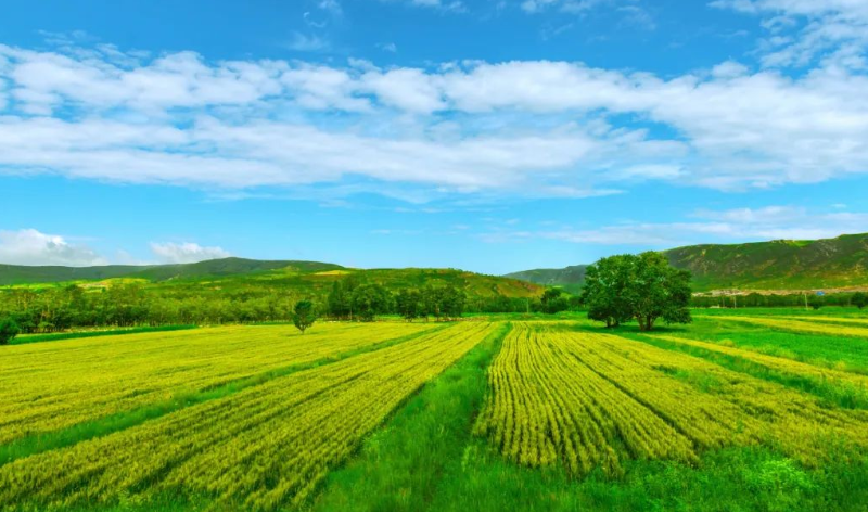 任振鶴:鄉(xiāng)村規(guī)劃要做到“四美融合”