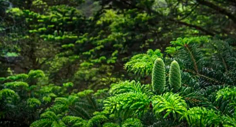 森林還是那片森林，全國首個森林碳匯管理局讓它變得不一樣了
