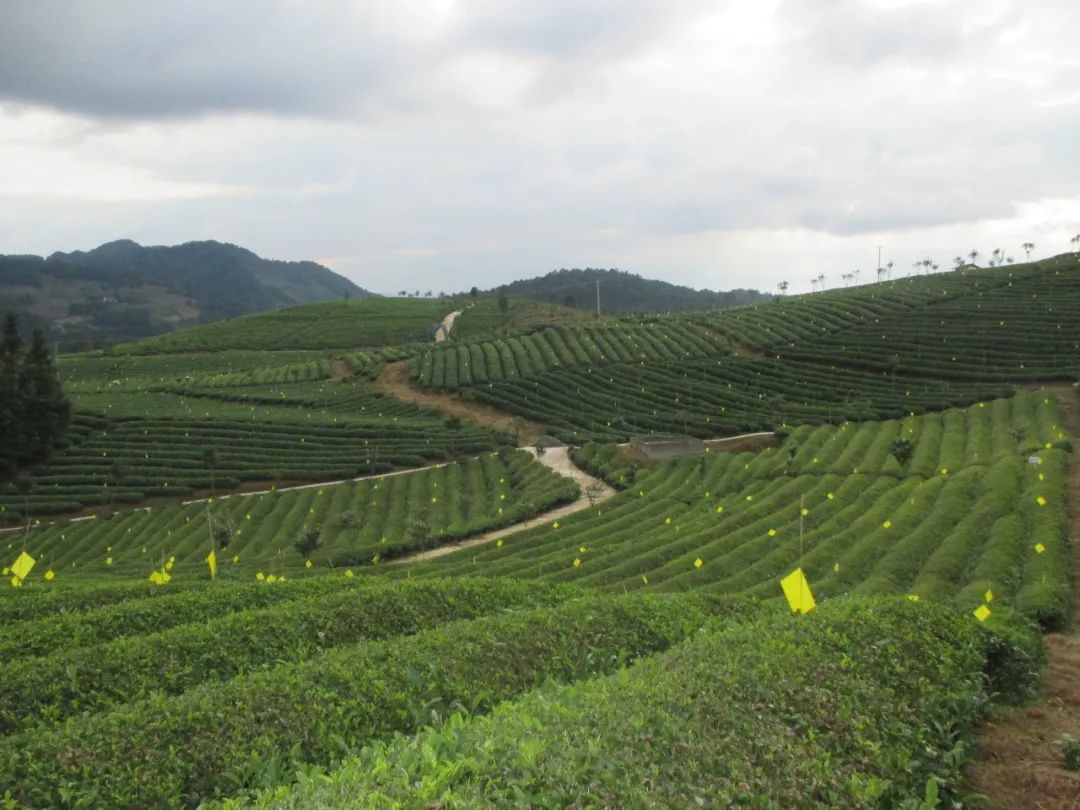 五部門發(fā)文！“光伏+農(nóng)業(yè)”，優(yōu)先考慮