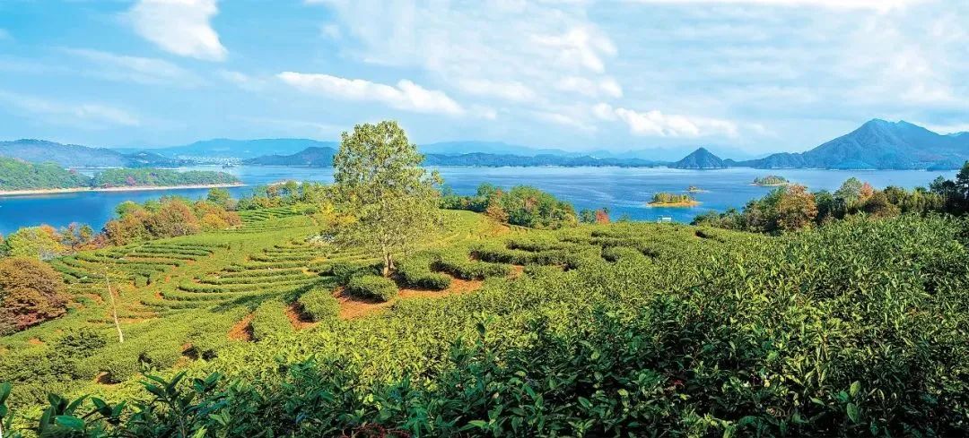 浙江：推進(jìn)山區(qū)共同富裕的林業(yè)作為