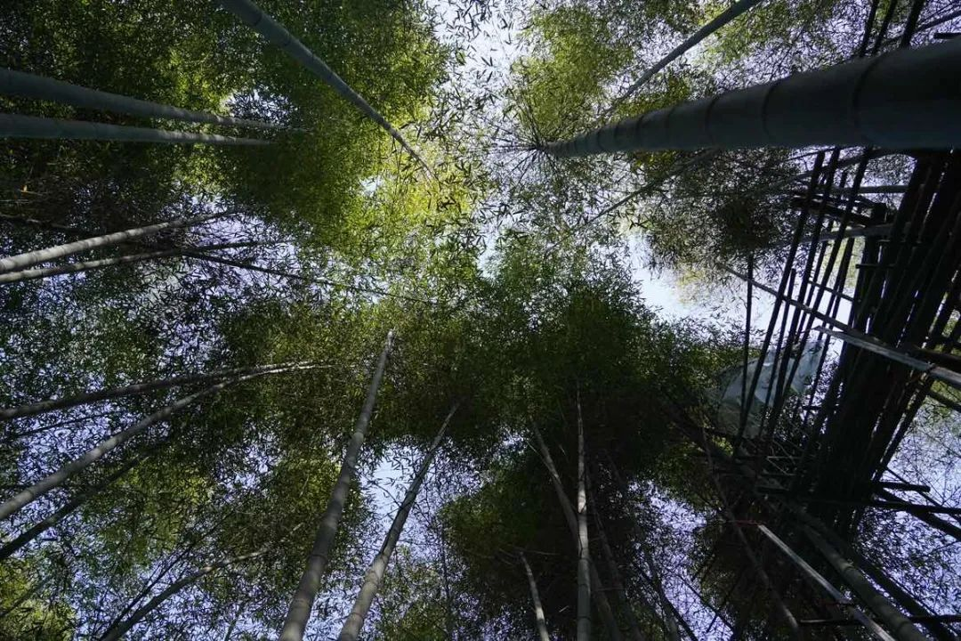 科技助力，讓安吉百萬(wàn)畝的毛竹林變成綠色銀行