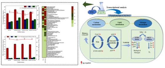 浙江農(nóng)林大學農(nóng)村環(huán)境研究所研發(fā)團隊在環(huán)境微生物EEM菌種資源研發(fā)與應用方面取得重要進展