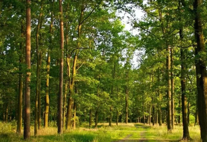 全國(guó)林草碳匯試點(diǎn)研討會(huì)在云南召開(kāi)——國(guó)家林草局著力推動(dòng)林草碳匯能力提升