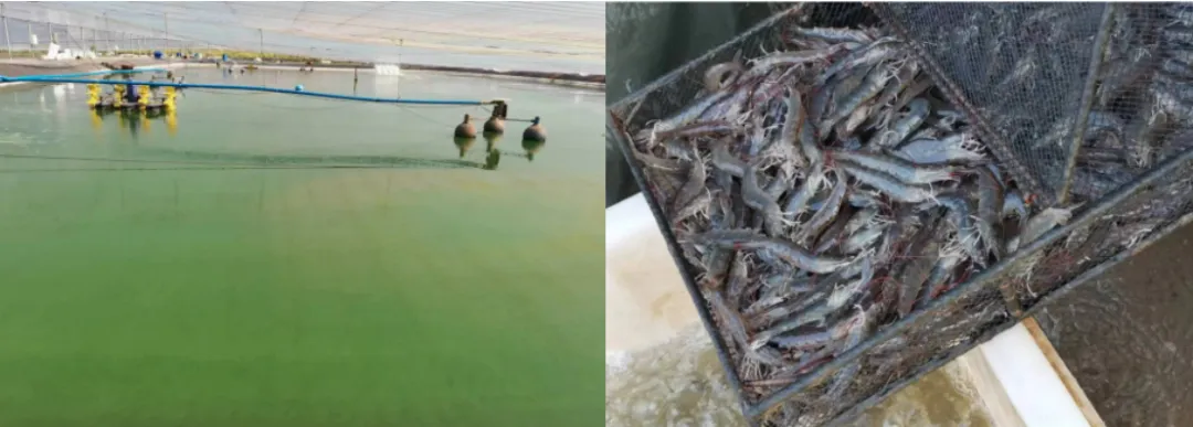 優(yōu)化養(yǎng)殖生態(tài)：推動(dòng)可持續(xù)發(fā)展與經(jīng)濟(jì)效益