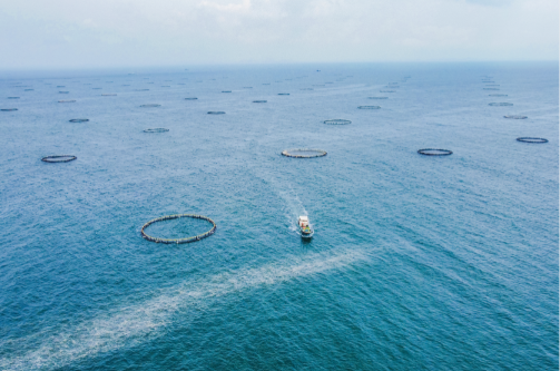 廣東出臺(tái)全國(guó)首個(gè)海洋漁業(yè)全產(chǎn)業(yè)發(fā)展規(guī)劃，建設(shè)“藍(lán)色糧倉(cāng)”