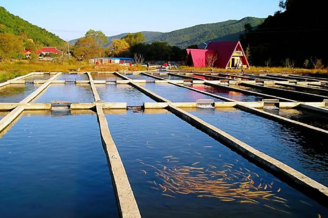 鄉(xiāng)村振興戰(zhàn)略下，水產(chǎn)行業(yè)的方向和機(jī)會(huì)在哪里?